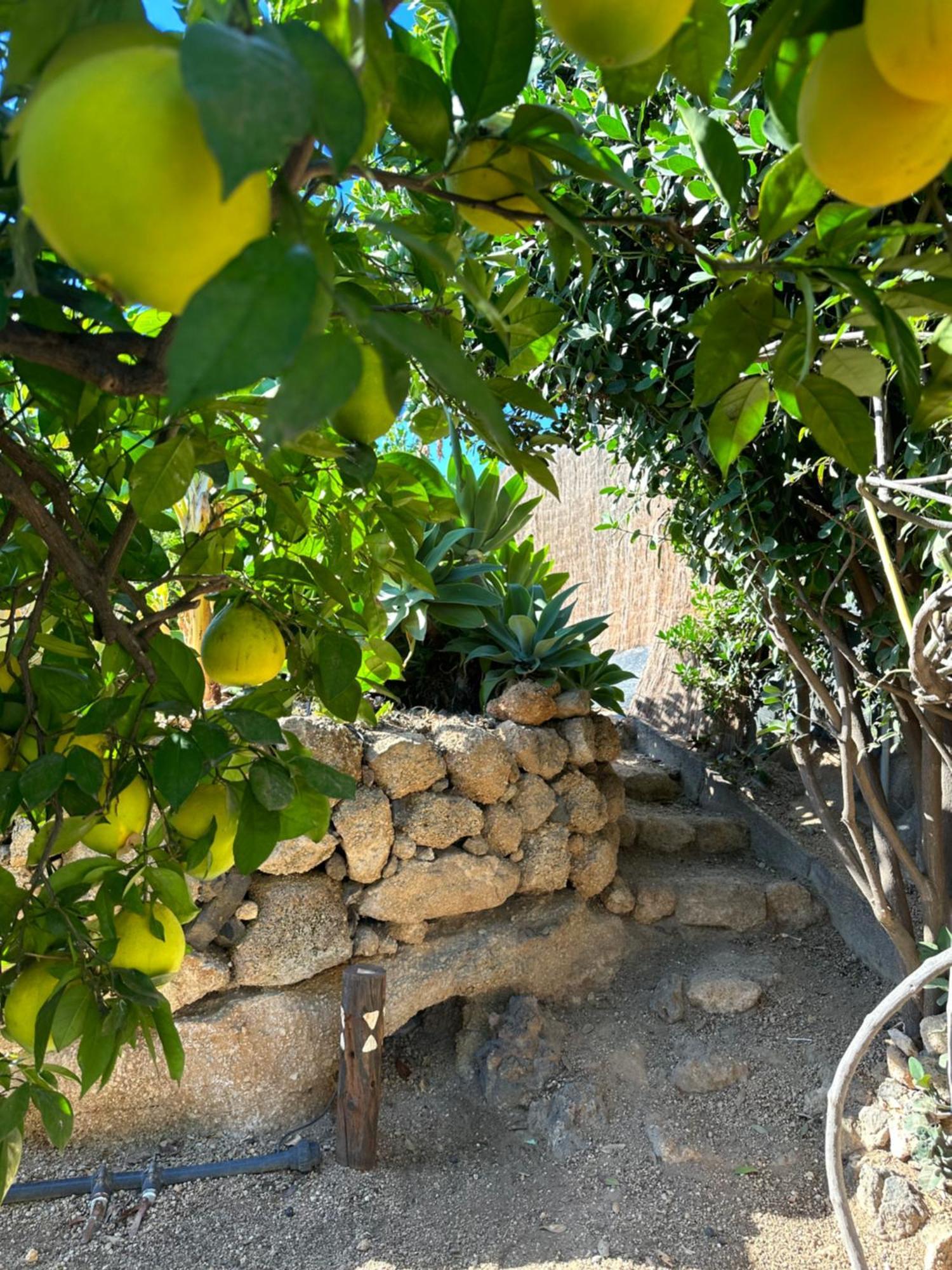 Afrikan Krisant Tenerife, Casa Rural Ecologica Arafo Exterior foto